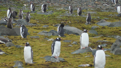 antartica DSC03623 Thomaz Naves e os pinguins na Antarctica